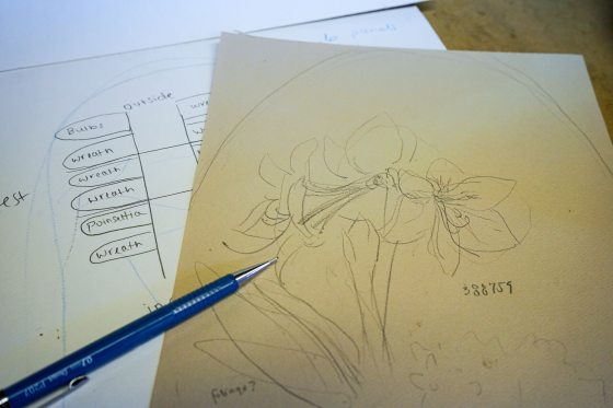 A sketch of the amaryllis in pencil.